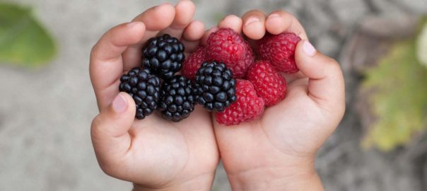 berry picking Calgary