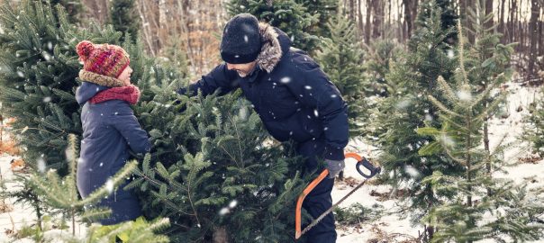 Real Christmas Trees in Toronto - SavvyMom