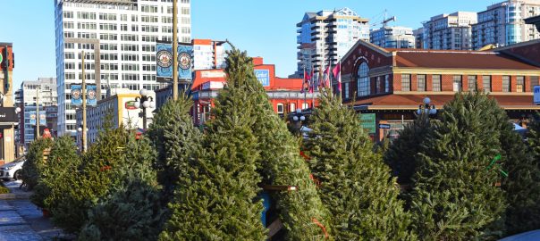 Ottawa Christmas Tree Lots and Farms - SavvyMom