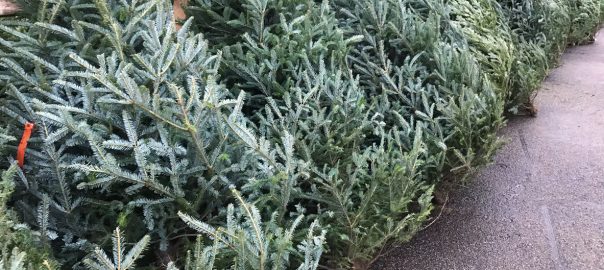 Where to Find a Real Christmas Tree in Calgary - SavvyMom