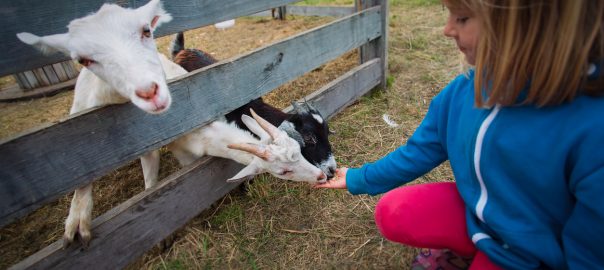 Fun Farms & Petting Zoos in Vancouver - SavvyMom