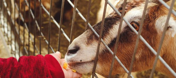 Fun Farms and Petting Zoos in Calgary - SavvyMom