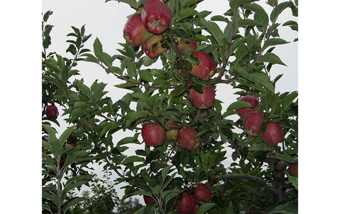 Frootogo Orchards