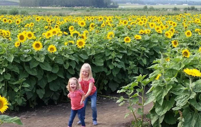 Eagle Creek Farms Sunflower Maze