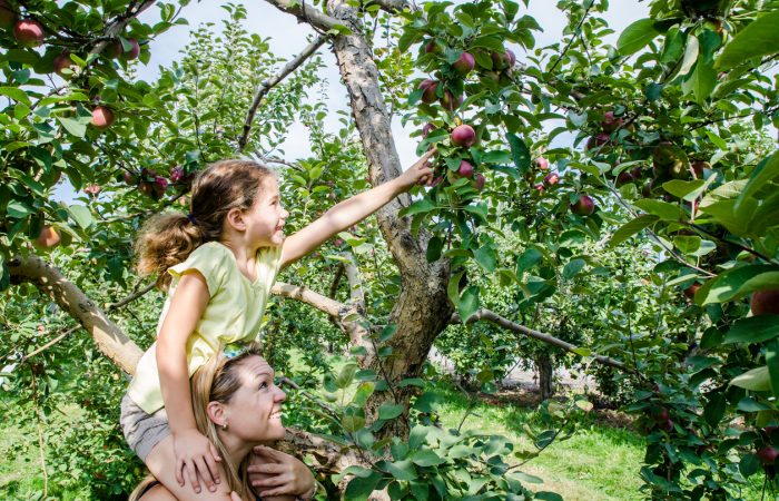 Apple Picking Near Toronto - SavvyMom