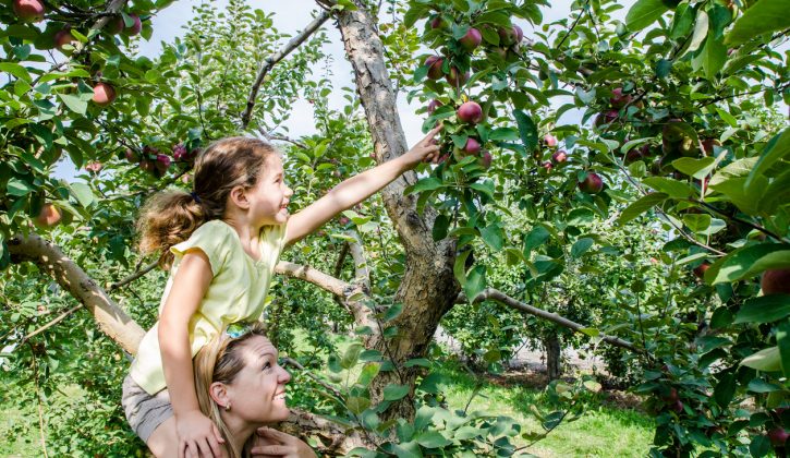 Apple Picking Near Toronto - SavvyMom