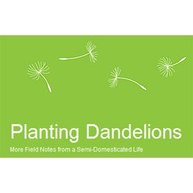 Planting Dandelions