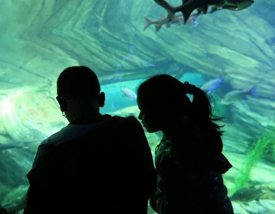 Ripley's Aquarium