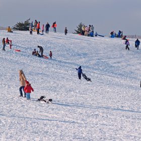 Go Tobogganing