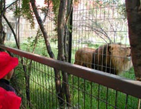 Calgary Zoo Summer Camps