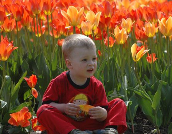 What to Do at Ottawa's Canadian Tulip Festival