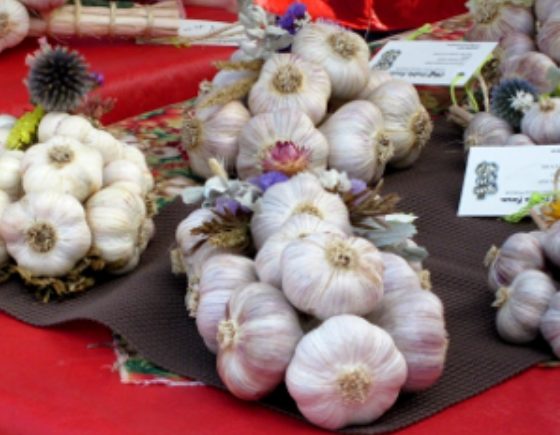 Garlic Festival