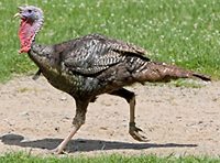 FreeRangeTurkey