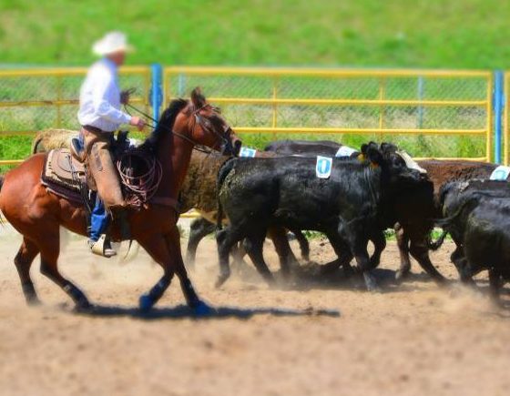 Ranch Hand Competition and Annual Fall Fair