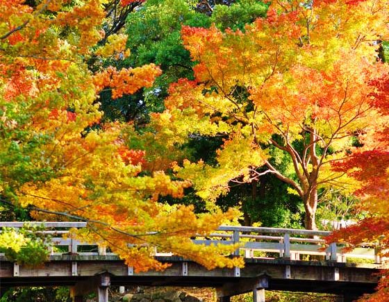 Where to See the Fall Foliage in Vancouver