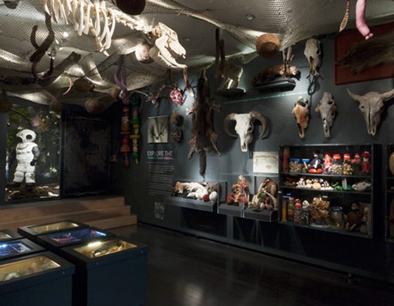 Cabinets of Curiosity at Glenbow
