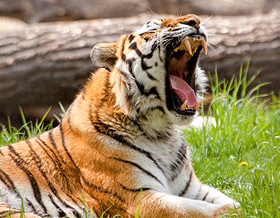 Tiger Training at the Calgary Zoo