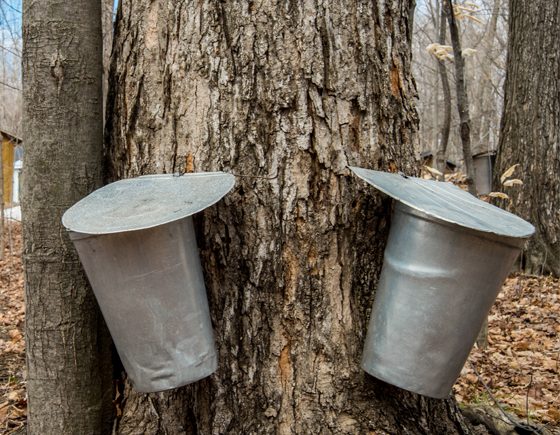 Maple Syrup Festivals in the GTA