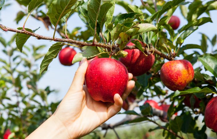 Apple Picking