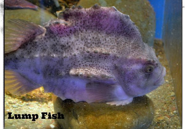 lump2Bfish