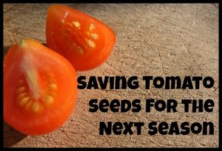 tomatoseeds1