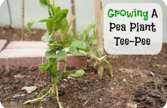 growing-a-pea-plant-tee-pee