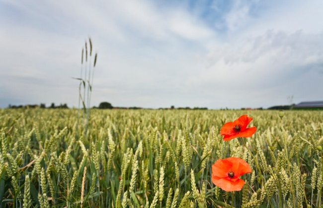 Poppies-in-the-fields-of-Flanders-credit-Visit-Flanders