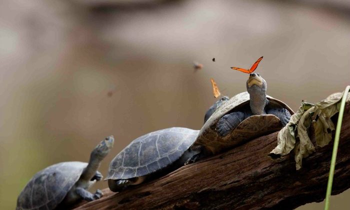 Turtles-on-a-tree