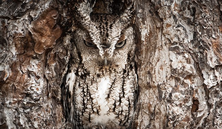 Portrait of an Eastern Screech Owl - 2013-04-18_202369_outdoor-scenes.jpg