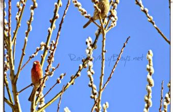 finches2Bedited2B3