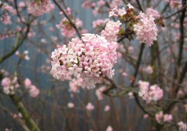 Spring-Blossoms