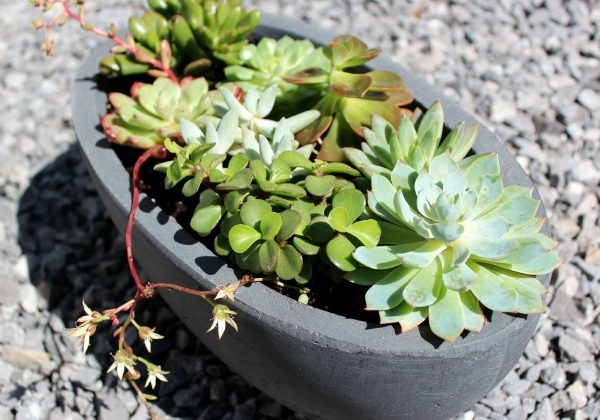 Potted-Succulent_2