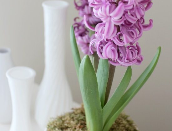 Purple-Hyacinth-
