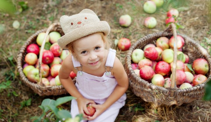 little girl collects the apples in the garden