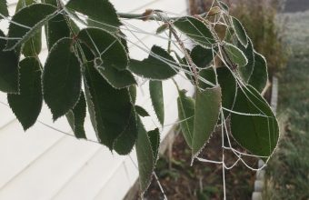 Nature_Frozen-Spider-Web