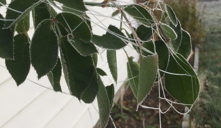 Nature_Frozen-Spider-Web