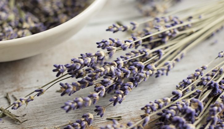 dried-lavender