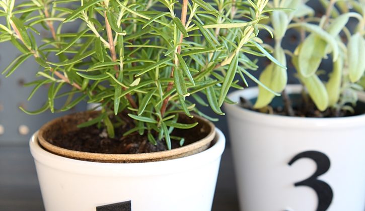 diy-herb-pots-with-numbers-3