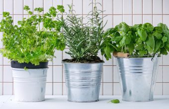 Pots of Fresh Herbs