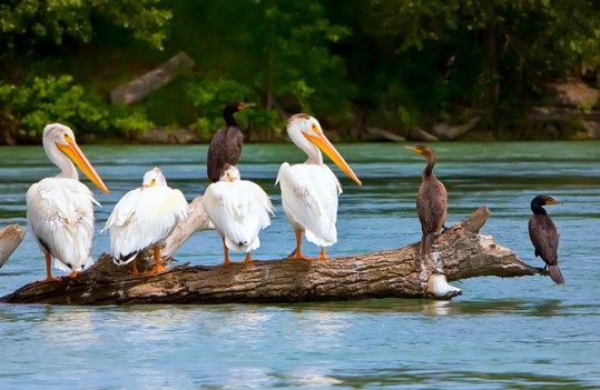 Inglewood Bird Sanctuary