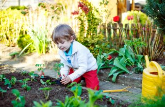 Community Gardens