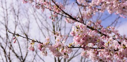 vancouver_cherry_blossom_festival