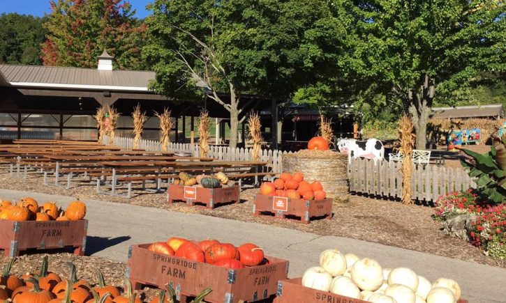 Harvest Festival at Springridge Farm, Milton