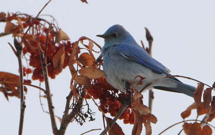 'We are Family' Inglewood Bird Sanctuary: Feb 19