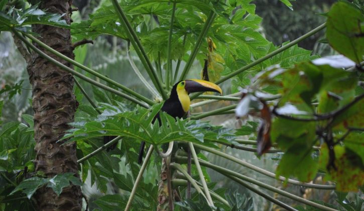 toucan wildlife in costarica